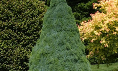 Неизвестный мужчина украл дорогую канадскую ель