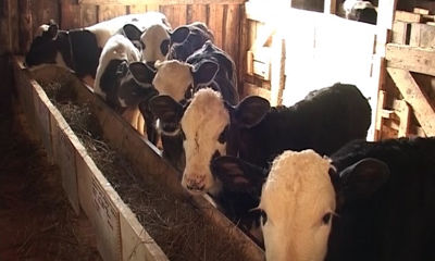 С 1 мая в стране меняются правила реализации мяса