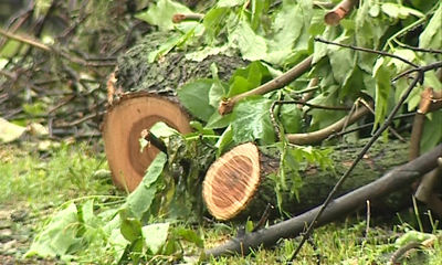 У Октябрьской площади начали вырубать ясени, пораженные серьезным вредителем