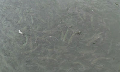 Ярославские фермеры планируют расширяться