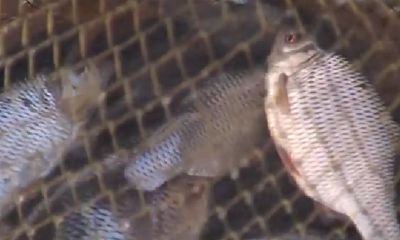 В Ярославской области продолжается операция «Нерест»