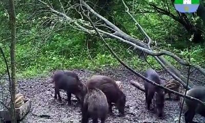 В национальном парке Плещеево Озеро засняли на видео сообразительного поросенка