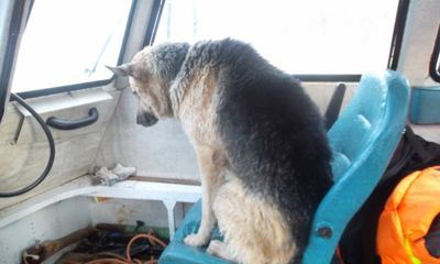 Спасатели из Которосли вытащили овчарку