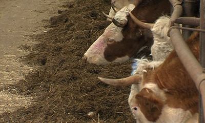 Приставы в Любимском районе арестовали 647 коров