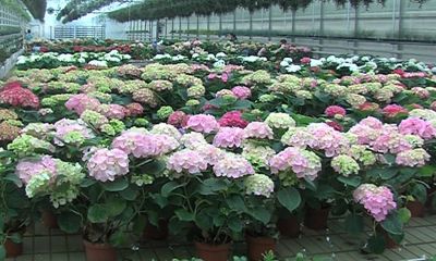 3,5 миллиона цветов к женскому празднику подготовили ярославские агрономы