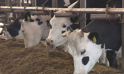 Ставим в пример : Даниловский район