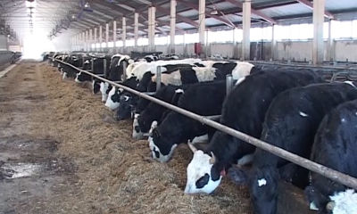 В Ярославской области продают опасное для здоровья молоко