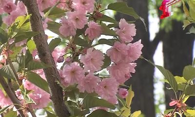 Экзотическая сакура цветет и в Ярославле