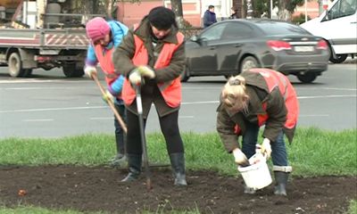 20 тысяч луковиц тюльпанов посадят на городских клумбах