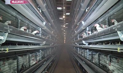 10 точек роста Ярославской области: агропромышленный комплекс