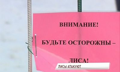 Лиса напала на мужчину на территории детсада «Зайчик»
