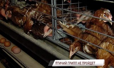 Из-за птичьего гриппа в Ярославской области проверят все фабрики