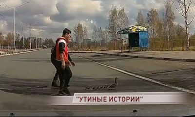 На проспекте Фрунзе через дорогу переходила мама-утка со своим семейством