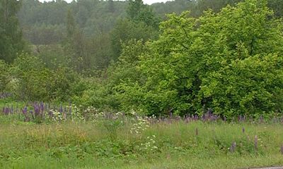 Медведь прогулялся по Ростову