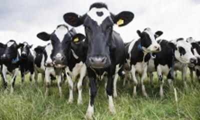 Более трех тысяч коров оказались под арестом