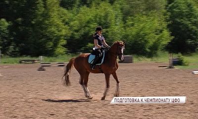 Ярославские конники готовятся к чемпионату ЦФО