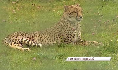 Ярославский зоопарк вошел в топ-10 самых посещаемых в России