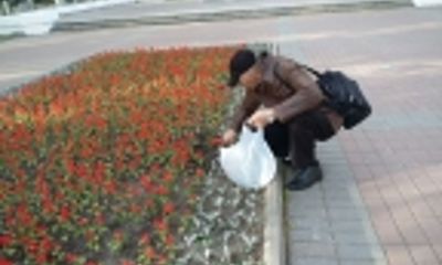 Ярославская область станет одним из российских центров по выращиванию тюльпанов