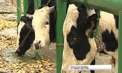 За высокие показатели в области животноводства ярославское агропредприятие удостоено высшей награды