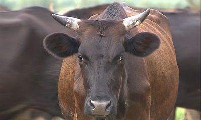 Быки из Канады будут поднимать ярославское племпредприятие
