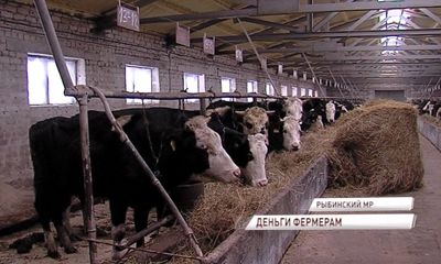 Благодаря гранту от правительства региона ферма под Рыбинском получила новую жизнь