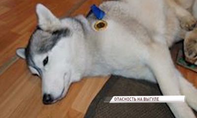 В Ярославле догхантеры вновь раскидывают отраву: уже погибла хаски