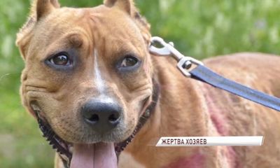 В Ярославской области домашняя собака подхватила бешенство