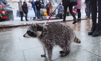 В Ярославской области зафиксирован новый случай бешенства