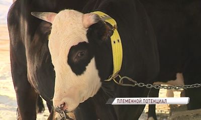 Мяса и молока хватит всем: в Ярославской области активно развивается животноводство