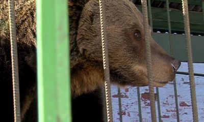 Весне дорогу: в Ярославском музее-заповеднике проснулась медведица Маша