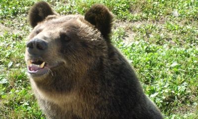 В Ярославском зоопарке проснулись Ума и Топтыгин