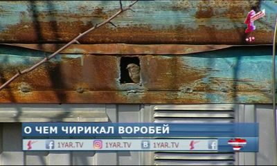 В Ярославле исчезают воробьи?