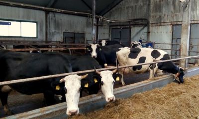 Молока хватит всем: в Ярославском районе появится молочно-товарная ферма на 2000 голов