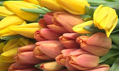 Россельхознадзор сжег цветочную рассаду: что не так было с растениями