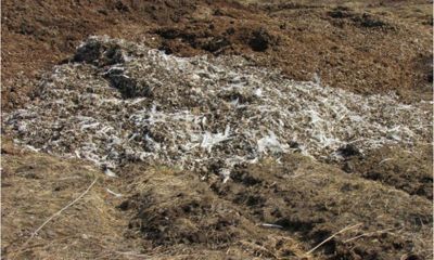 В Ярославском районе семь гектаров земли завалено куриным пометом