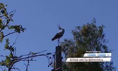 Белые аисты вернулись в Ярославскую область