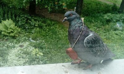 ФОТО: В Ярославле летает голубь с «наградой» на шее