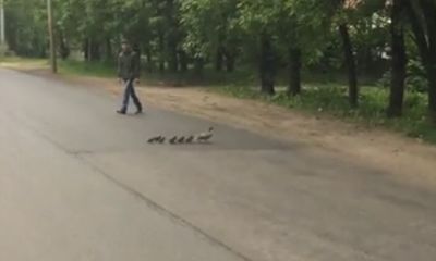 ВИДЕО: Водители в Брагине остановились, чтобы перевести утиную семью через дорогу
