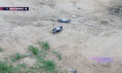 В Рыбинске отравили больше десятка голубей