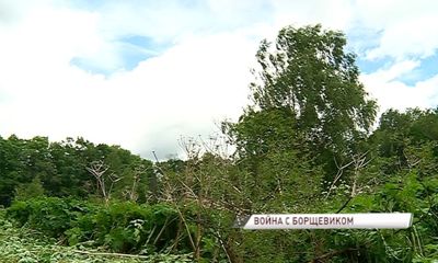 Борщевик атакует: власти предложили создать региональную программу по борьбе с опасным растением