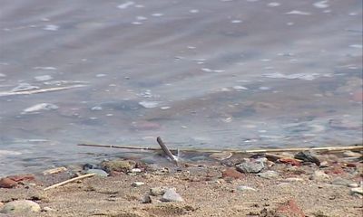 В Рыбинске утонул семилетний мальчик