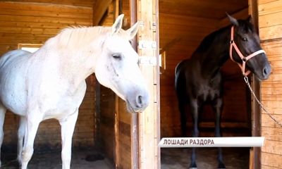 Лошади раздора: в Брейтове жители обвинили настоятеля церкви и его супругу в незаконной продаже животных?