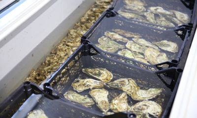 Мидии и устрицы станут еще доступнее для ярославцев