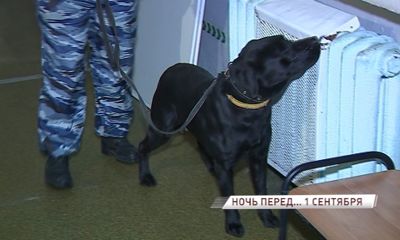 Перед линейкой в ярославские школы пришли кинологи