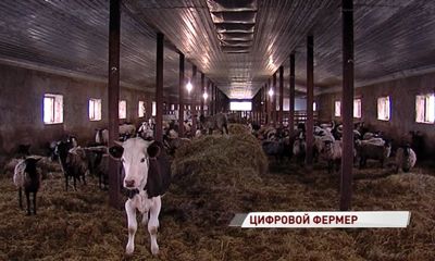 Ярославцы представят проект удаленного выращивания скота на московской агровыставке