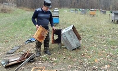 В Большесельском районе добыли медведя, разорявшего пасеку