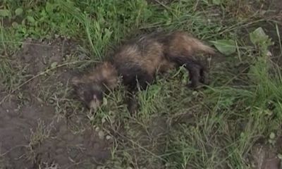 С начала октября в Ярославской области зафиксировали два случая бешенства