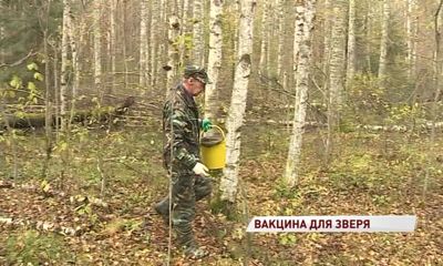 В лесах области снова нашли енотов с бешенством: как проводят профилактику опасной болезни