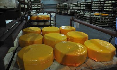 В Угличском районе будут производить закваски для сыров