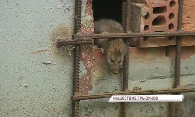В Ярославле убили бешеную крысу